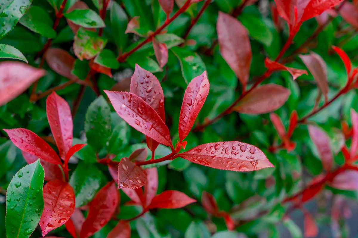 Red Tip Photinia | Photinia fraseri Privacy Hedge Plant