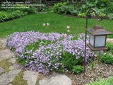Emerald Blue Creeping Phlox Phlox subulata 'Emerald Blue' #2