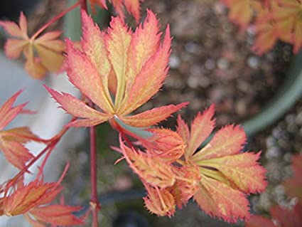 Acer palmatum ‘Shigure bato’ Japanese Maple CT 4/5'