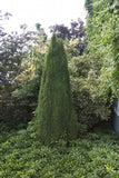 Dwarf Alberta Spruce Picea glauca 'Conica' 5 Gal 30-36"