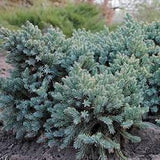 Blue Star Juniper Juniperus squamata 'Blue Star'  3Gal 15-18"