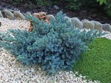 Blue Star Juniper Juniperus squamata 'Blue Star'  3Gal 15-18"