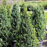 Buxus Sempervirens Cone Topiary 48-54"