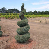Chamaecyparis pisifera 'Cyano Viridis' Boulevard Cypress Spiral 3-3.5'