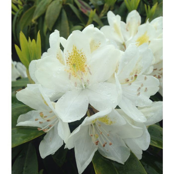 Chionoides Rhododendron Rhododendron 'Chionoides' #3- 18-24