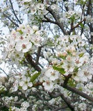 Cleveland Select Flowering Pear- Pyrus calleryana 'Cleveland Select' 2.5-3" Cal