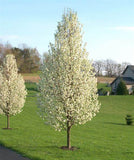 Cleveland Select Flowering Pear- Pyrus calleryana 'Cleveland Select' 2.5-3" Cal