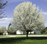 Cleveland Select Flowering Pear- Pyrus calleryana 'Cleveland Select' 2.5-3" Cal