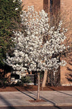 Cleveland Select Flowering Pear- Pyrus calleryana 'Cleveland Select' 2.5-3" Cal