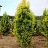 Cryptomeria japonica 'Sekkan Sugi'  Gold Japnese Cedar 6-7'