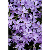 Emerald Blue Creeping Phlox Phlox subulata 'Emerald Blue' #2