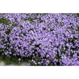 Emerald Blue Creeping Phlox Phlox subulata 'Emerald Blue' #2