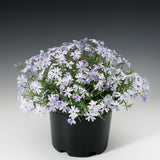 Emerald Blue Creeping Phlox Phlox subulata 'Emerald Blue' #2