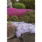 Emerald Blue Creeping Phlox Phlox subulata 'Emerald Blue' #2