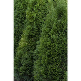 Emerald Green Arborvitae Thuja occidentalis 'Smaragd'