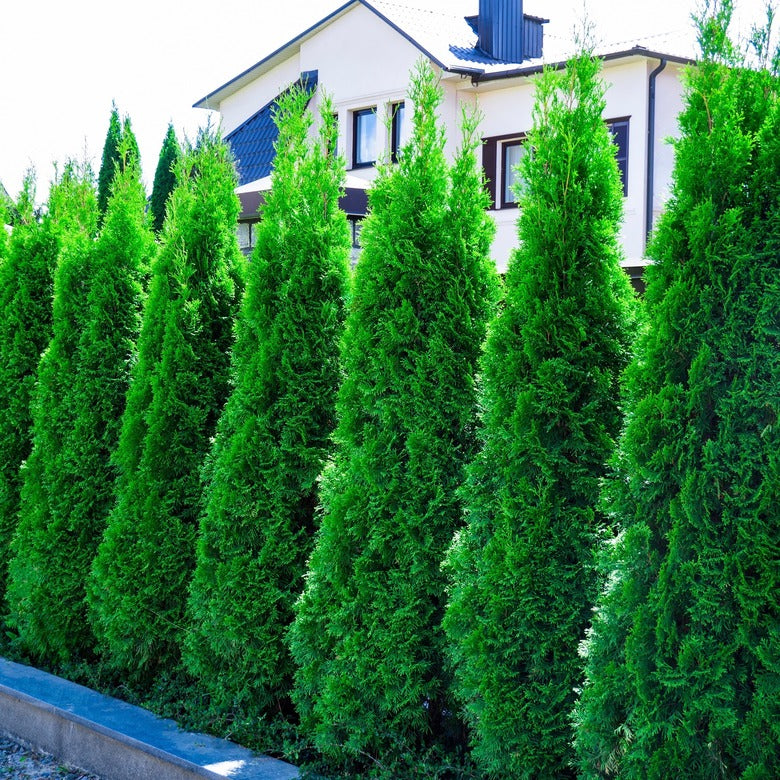 Emerald Green Arborvitae (Smaragd) – Privacy Tree 5–8 ft & 5 Gallon –  Fanelli's Landscape Supply