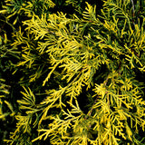 Gold Lace Juniper Juniperus x pfitzeriana ‘Gold Lace’ 3-Gal 15-18"