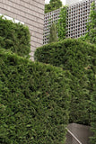 Green Leyland Cypress x Cupressocyparis leylandii