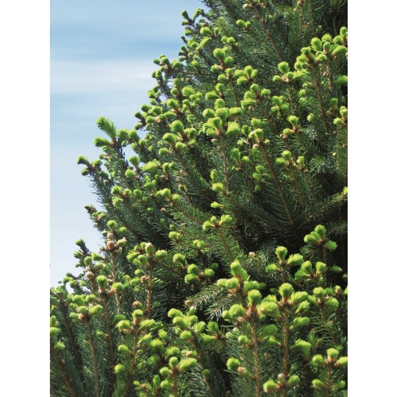 Columnar Norway Spruce -  Picea abies 'Cupressina' B&B