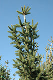 Columnar Norway Spruce -  Picea abies 'Cupressina' B&B