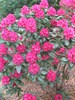 Rhododendron 'Nova Zembla' 3Gal 18-24
