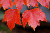 October Glory® Red Maple Acer rubrum 2.5-3"Cal B&B