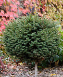 Little Gem Norway Spruce Picea abies 'Little Gem' 24-30"