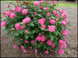 Knock Out® Roses 3 Gal