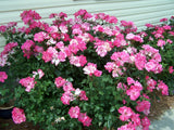 Knock Out® Roses 3 Gal