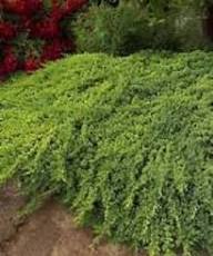 Dwarf Japanese Garden Juniper Juniperus procumbens 'Nana' #3- 15-18"