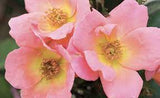 Knock Out® Roses 3 Gal