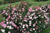 Knock Out® Roses 3 Gal