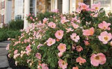 Knock Out® Roses 3 Gal
