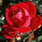 Knock Out® Roses 3 Gal