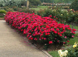 Knock Out® Roses 3 Gal