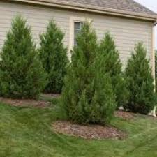 Robusta Green Juniper Juniperus chinensis 'Robusta Green' #5- 30-36