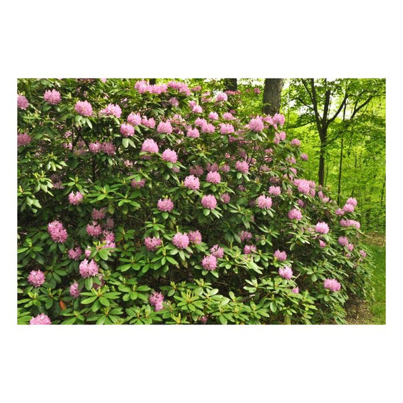 Roseum Pink Rhododendron Rhododendron x 'Roseum Pink' #3-18-24