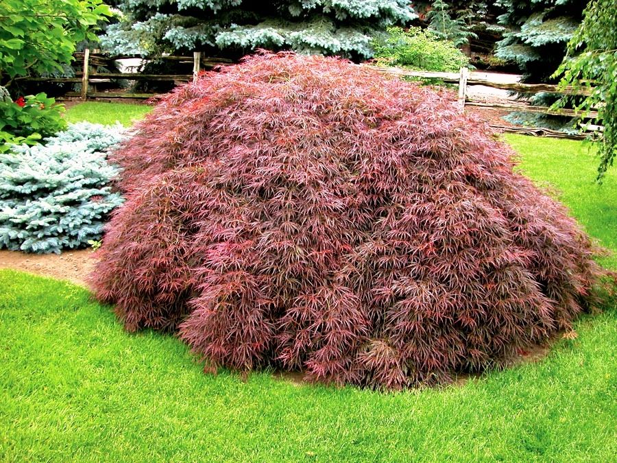 Acer palmatum var. dissectum 'Tamukeyama' CT – Fanelli's Landscape