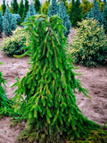 Weeping Norway Spruce Picea abies 'Pendula'