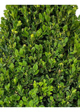 Buxus Sempervirens Cone Topiary 48-54"