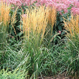 'Karl Foerster' Feather Reed Grass 3 Gal