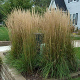 'Karl Foerster' Feather Reed Grass 3 Gal