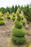 Juniper Gold Cone Spiral 3.5-4'