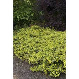 Moonshadow Wintercreeper Euonymus fortunei 'Moonshadow' #3 15-18"