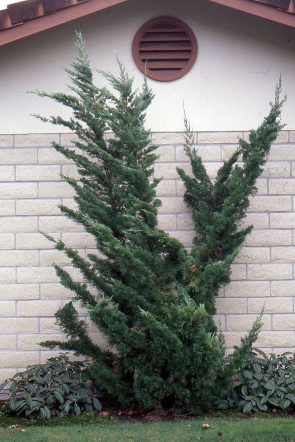 Hollywood Juniper Juniperus chinensis 'Torulosa' #5 30-36
