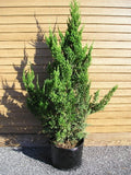 Hollywood Juniper Juniperus chinensis 'Torulosa' #5 30-36"