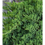 Dwarf Japanese Garden Juniper Juniperus procumbens 'Nana' #3- 15-18"
