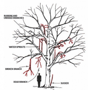 Pruning Shrubs and Trees: A Seasonal Guide for Year-Round Beauty