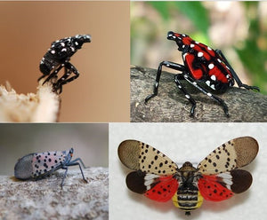 Battling the Spotted Lanternfly: A Guide for Effective Landscape Protection