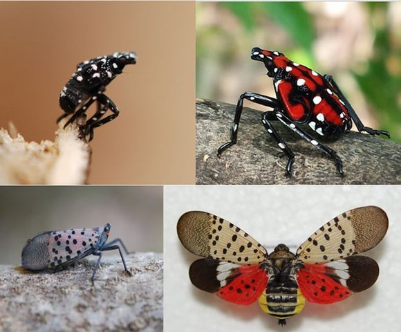 Battling the Spotted Lanternfly: A Guide for Effective Landscape Protection